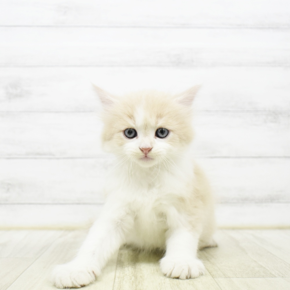 石川県のマンチカン (犬の家＆猫の里アミーゴ金沢おこばた店/2026年5月14日生まれ/男の子/クリームタビーホワイト)の子猫