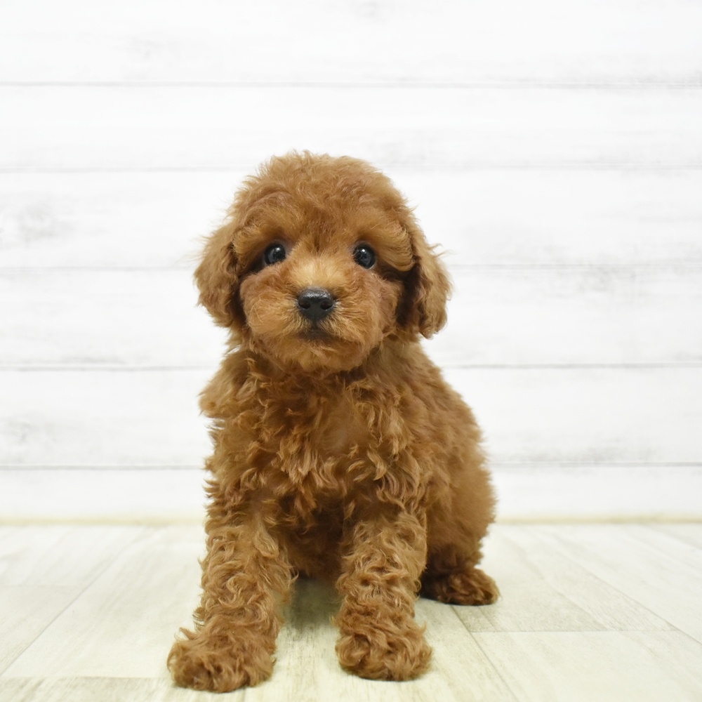 愛知県のトイプードル(トイ) (犬の家＆猫の里エアポートウォーク店/2026年5月19日生まれ/男の子/レッド)の子犬