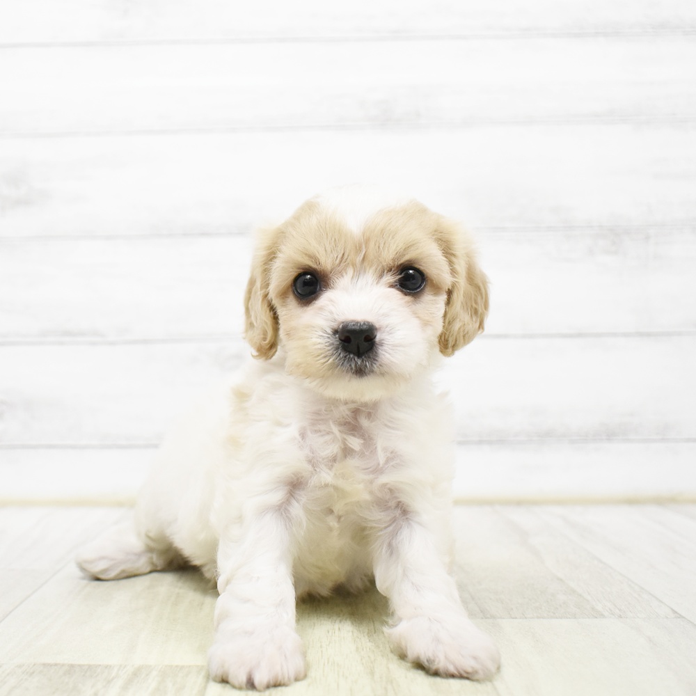 福岡県のハーフ犬・ミックス犬 (犬の家＆猫の里トリアス久山店/2026年5月19日生まれ/女の子/レッドホワイト)の子犬の4枚目の画像