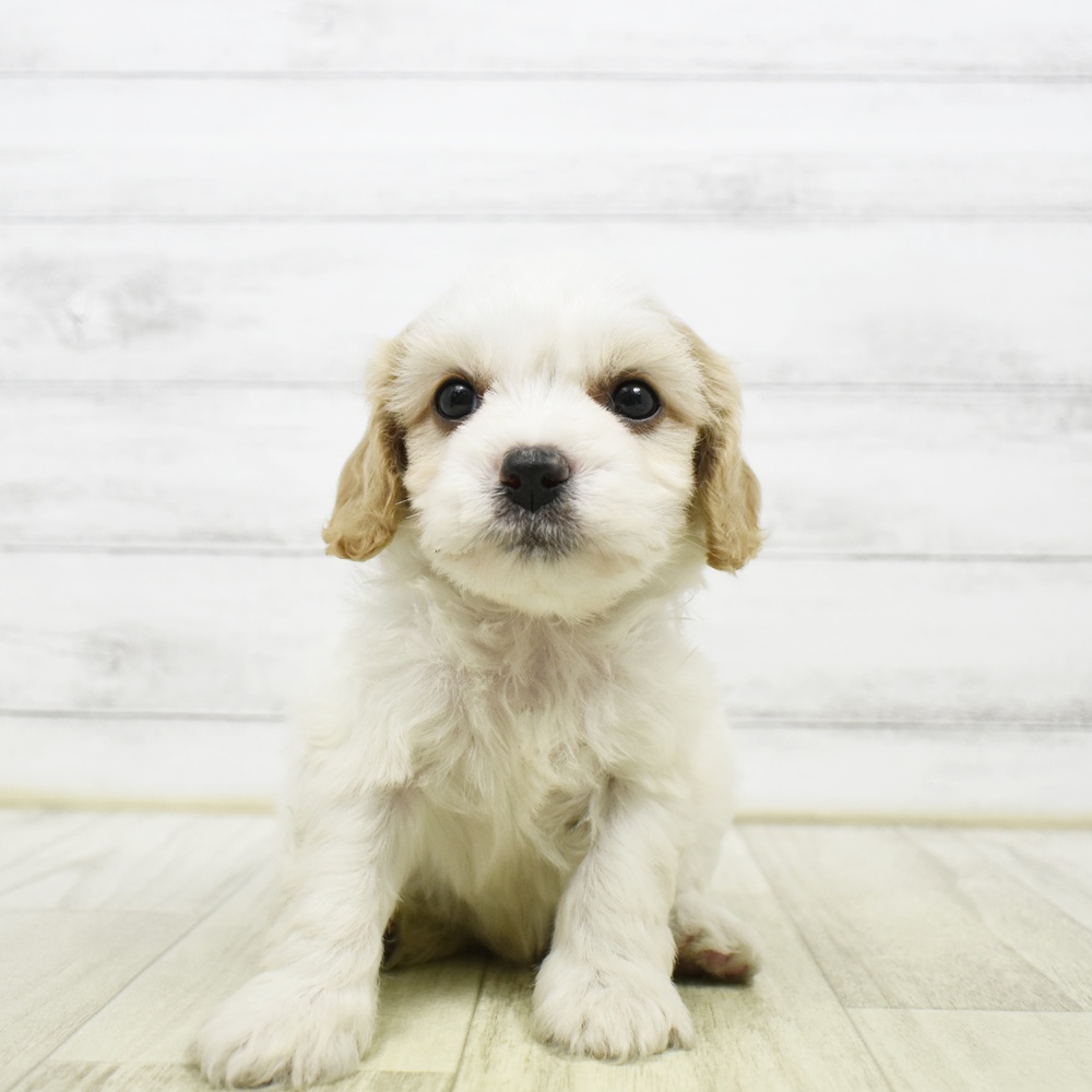 静岡県のハーフ犬・ミックス犬 (犬の家＆猫の里プレ葉ウォーク浜北店/2026年5月19日生まれ/男の子/レッドホワイト)の子犬の4枚目の画像