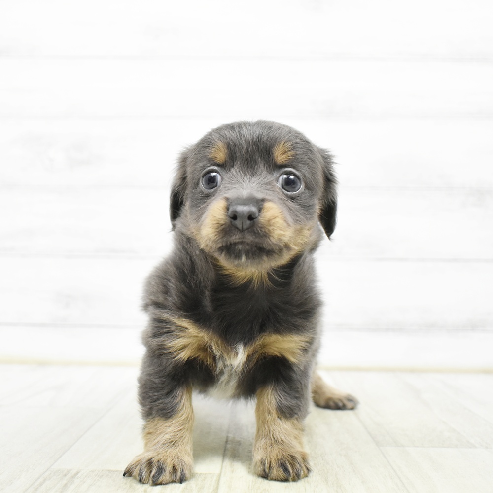 東京都のチワックス(チワワ×ダックス) (犬の家＆猫の里ペットフォレスト小平店/2026年5月19日生まれ/女の子/ブルータン)の子犬