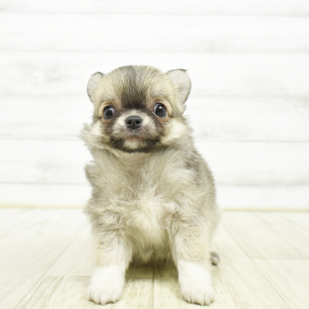 千葉県のチワワ(ロング) (犬の家＆猫の里BIGHOPガーデンモール印西店/2026年5月18日生まれ/男の子/レッドホワイト)の子犬の3枚目の画像