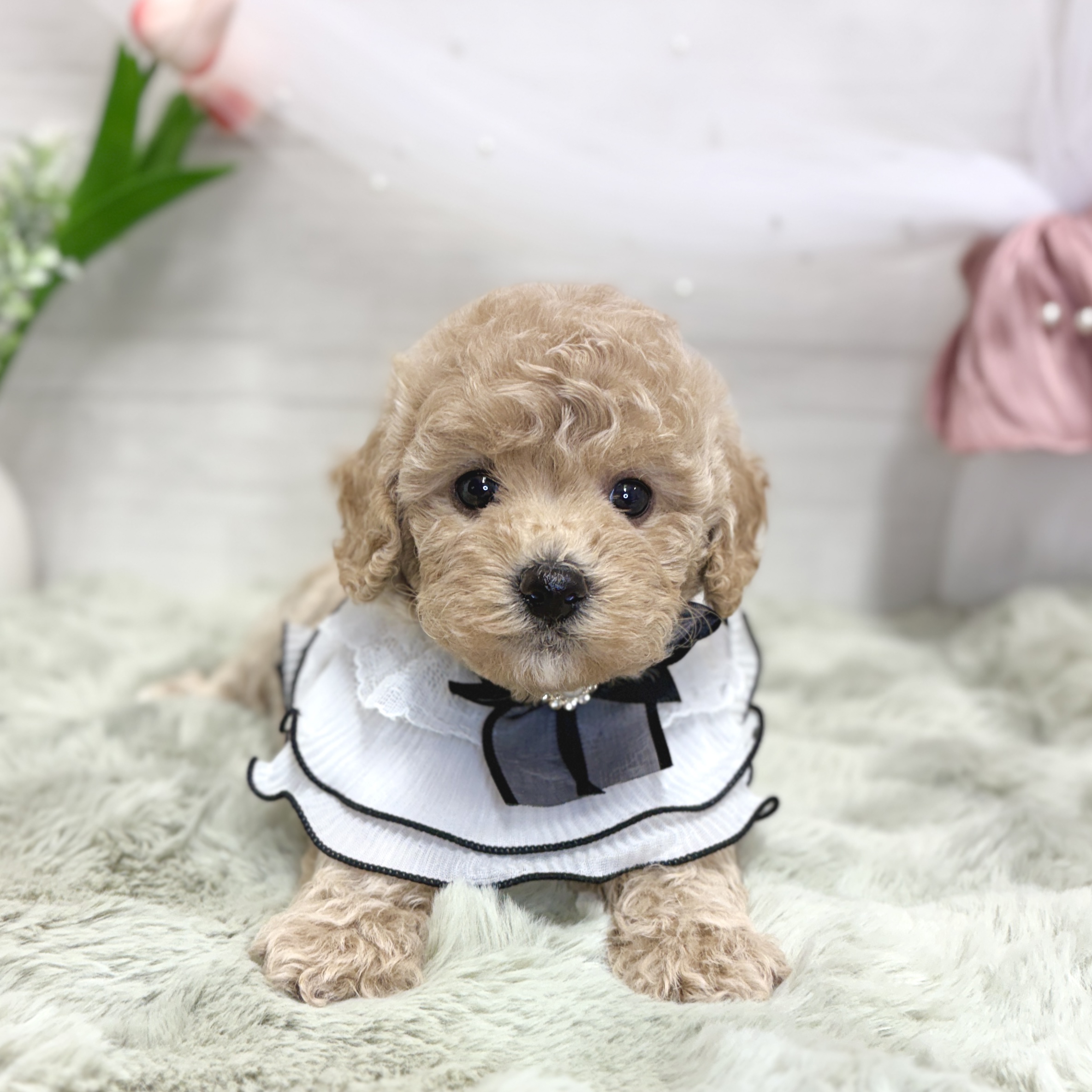 神奈川県のビションプー(ビションフリーゼ×プードル) (犬の家＆猫の里相模原店/2026年5月18日生まれ/女の子/アプリコット)の子犬の1枚目の画像