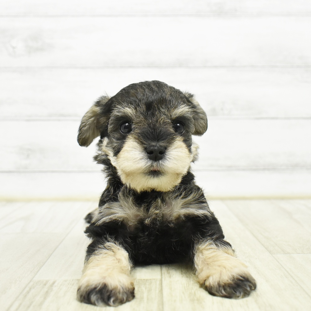 長野県のハーフ犬・ミックス犬 (犬の家＆猫の里カインズ梓川店/2026年5月18日生まれ/男の子/スチールブルータン)の子犬