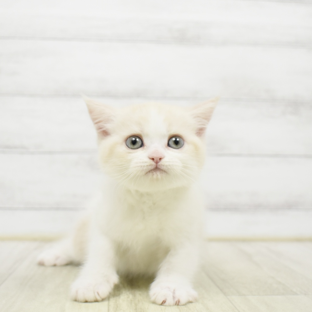 千葉県のミヌエット (犬の家＆猫の里BIGHOPガーデンモール印西店/2026年5月14日生まれ/男の子/クリームタビーホワイト)の子猫