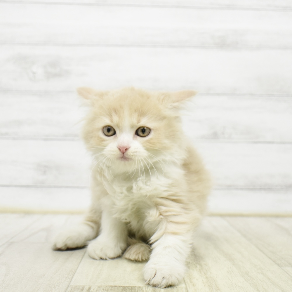 石川県のスコティッシュフォールド (犬の家＆猫の里アミーゴ金沢おこばた店/2026年5月18日生まれ/男の子/クリームホワイト)の子猫