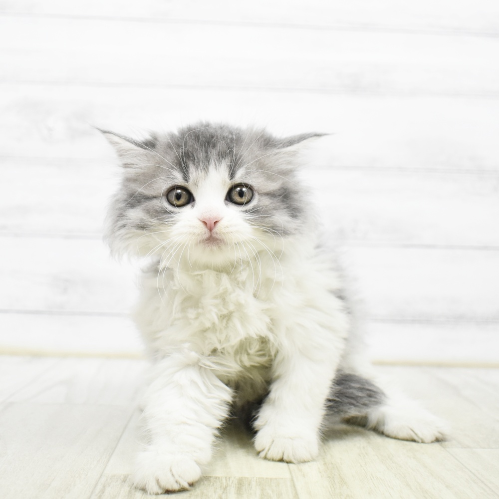 愛知県のスコティッシュフォールド (犬の家＆猫の里岡崎店/2026年5月18日生まれ/女の子/ブルーホワイト)の子猫