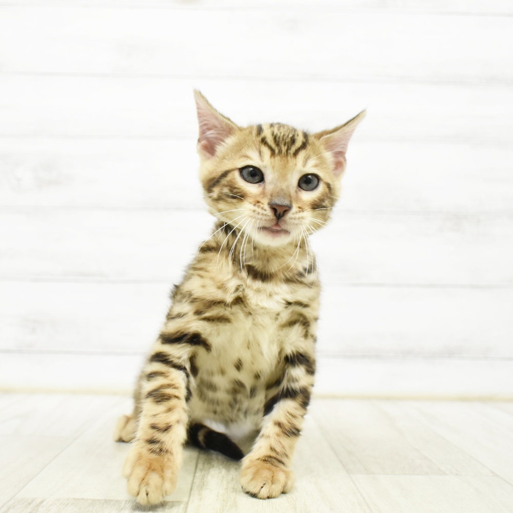 愛知県のベンガル (犬の家＆猫の里安城店/2026年5月19日生まれ/男の子/ブラウンスポットタビー)の子猫