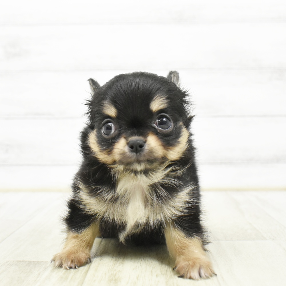 愛知県のチワワ(ロング) (犬の家＆猫の里MEGAドン・キホーテ東海名和店/2026年5月18日生まれ/男の子/ブラックタンホワイト)の子犬