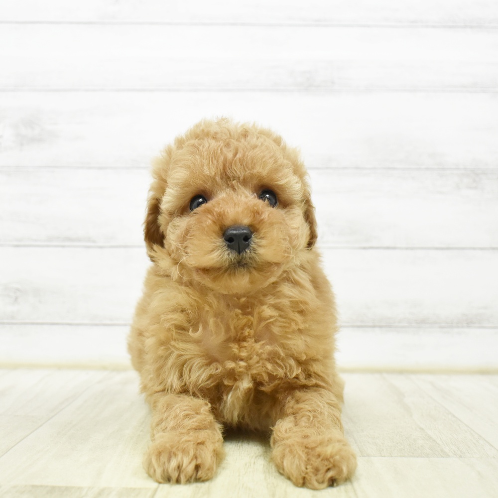 愛知県のトイプードル(トイ) (犬の家＆猫の里安城店/2026年5月18日生まれ/男の子/アプリコット)の子犬