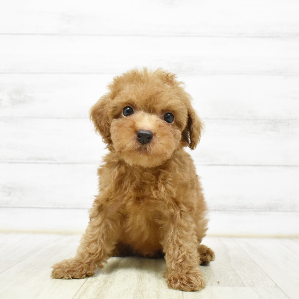 神奈川県のトイプードル(トイ) (犬の家＆猫の里相模原店/2026年5月13日生まれ/男の子/レッド)の子犬