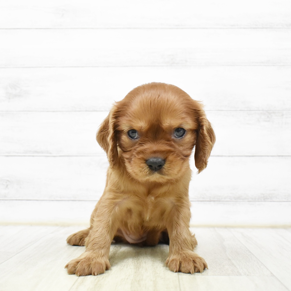 福井県のキャバリアキングチャールズスパニエル (犬の家＆猫の里アミーゴ福井店/2026年5月19日生まれ/女の子/ルビーホワイト)の子犬