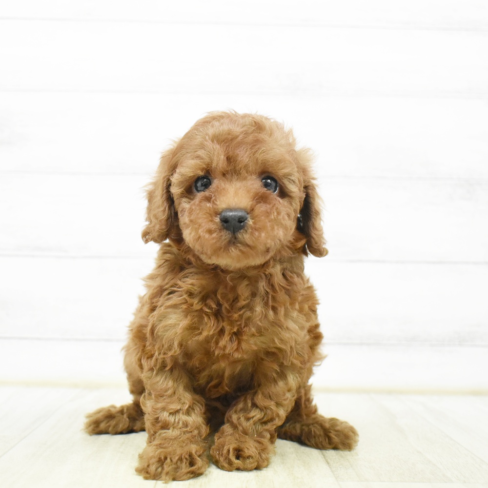 静岡県のトイプードル(トイ) (犬の家＆猫の里藤枝店/2026年5月18日生まれ/男の子/レッド)の子犬