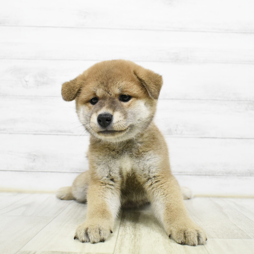 2026年5月17日生まれの柴犬(標準サイズ)