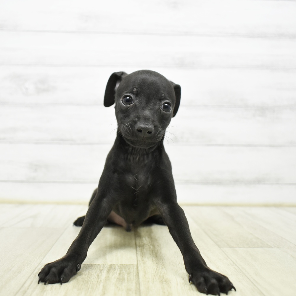 2026年5月17日生まれのハーフ犬・ミックス犬