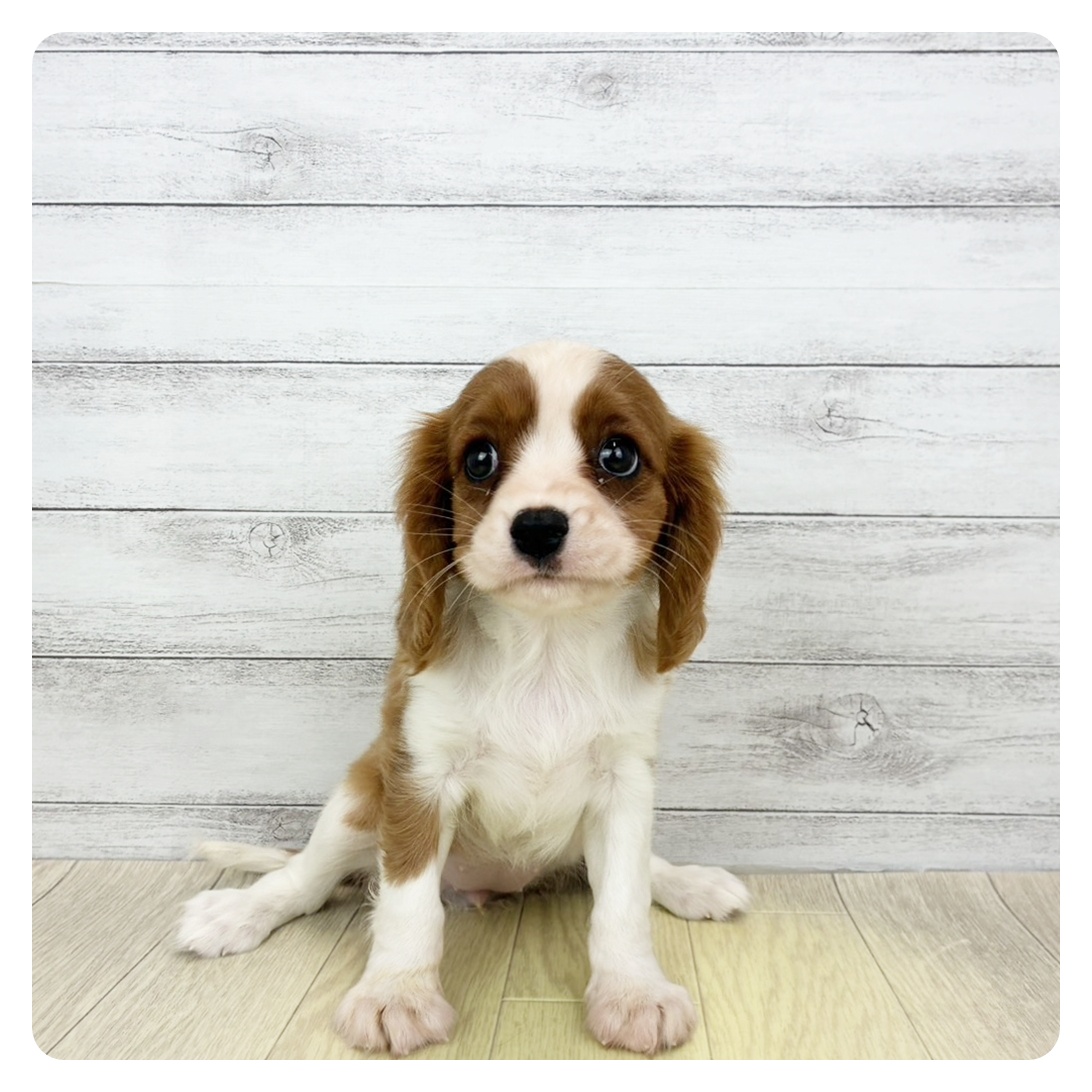 愛知県のキャバリアキングチャールズスパニエル (犬の家＆猫の里碧南店/2026年5月19日生まれ/女の子/ブレンハイム)の子犬の1枚目の画像