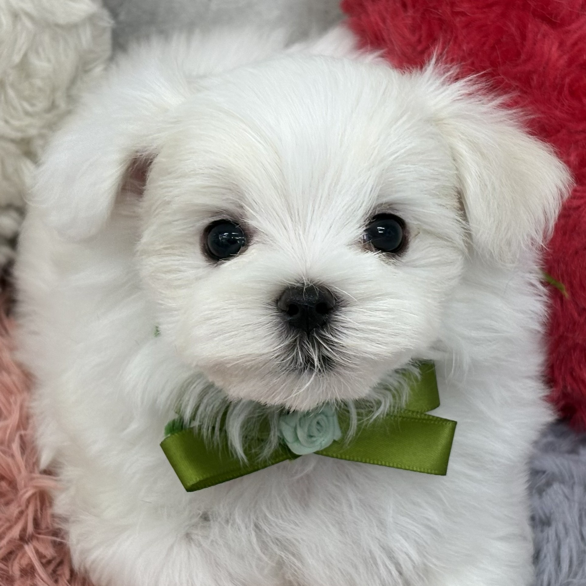 岡山県のマルチーズ (犬の家＆猫の里倉敷店/2026年5月19日生まれ/男の子/ホワイト)の子犬