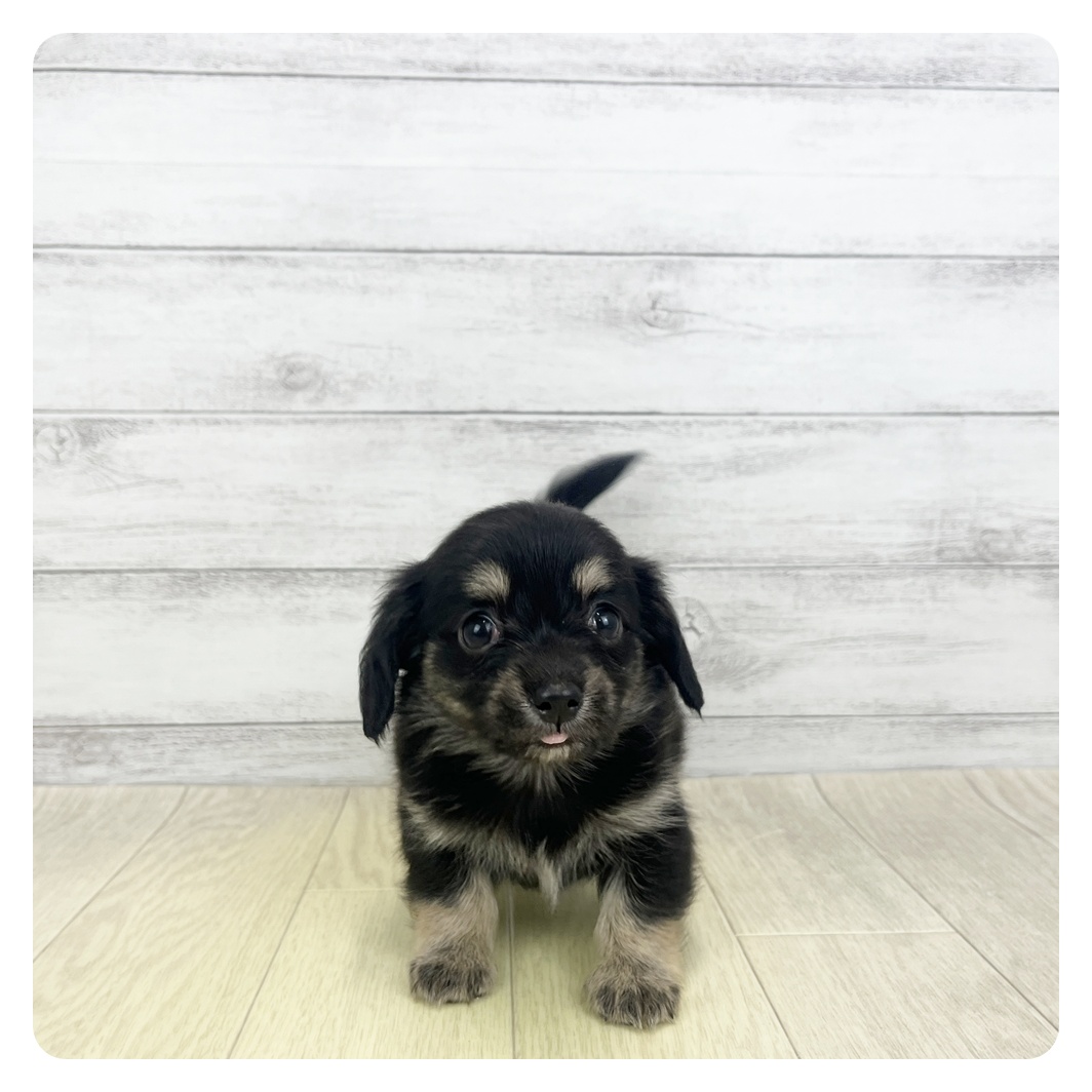 愛知県のチワックス(チワワ×ダックス) (犬の家＆猫の里MiO香久山店/2026年5月19日生まれ/女の子/ブラックタン)の子犬の2枚目の画像