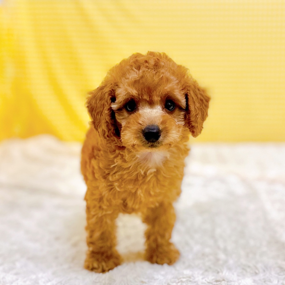愛知県のトイプードル(トイ) (犬の家＆猫の里一宮店/2026年5月17日生まれ/女の子/レッドフォーン)の子犬の1枚目の画像
