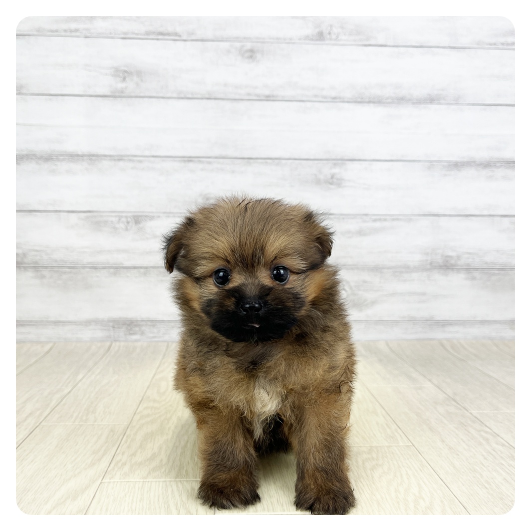 愛知県のハーフ犬・ミックス犬 (犬の家＆猫の里MiO香久山店/2026年5月20日生まれ/男の子/レッド)の子犬の2枚目の画像