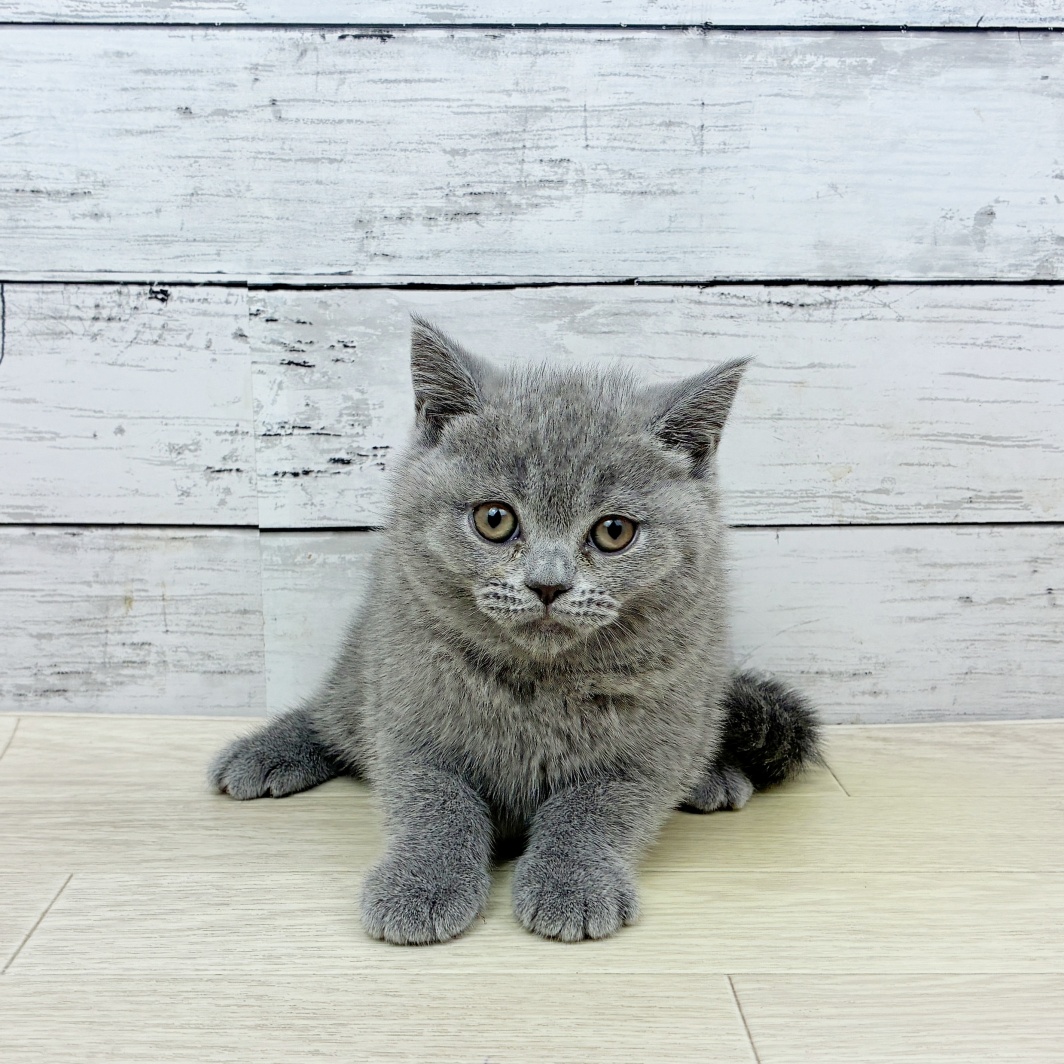 滋賀県のブリティッシュショートヘアー (犬の家＆猫の里長浜店/2026年5月20日生まれ/女の子/ブルー)の子猫の4枚目の画像