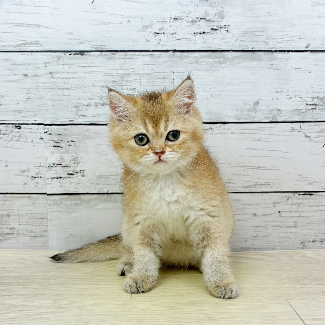 大阪府のブリティッシュショートヘアー (犬の家＆猫の里そよら東岸和田店/2026年5月21日生まれ/女の子/ブラックゴールデンシェーデット)の子猫
