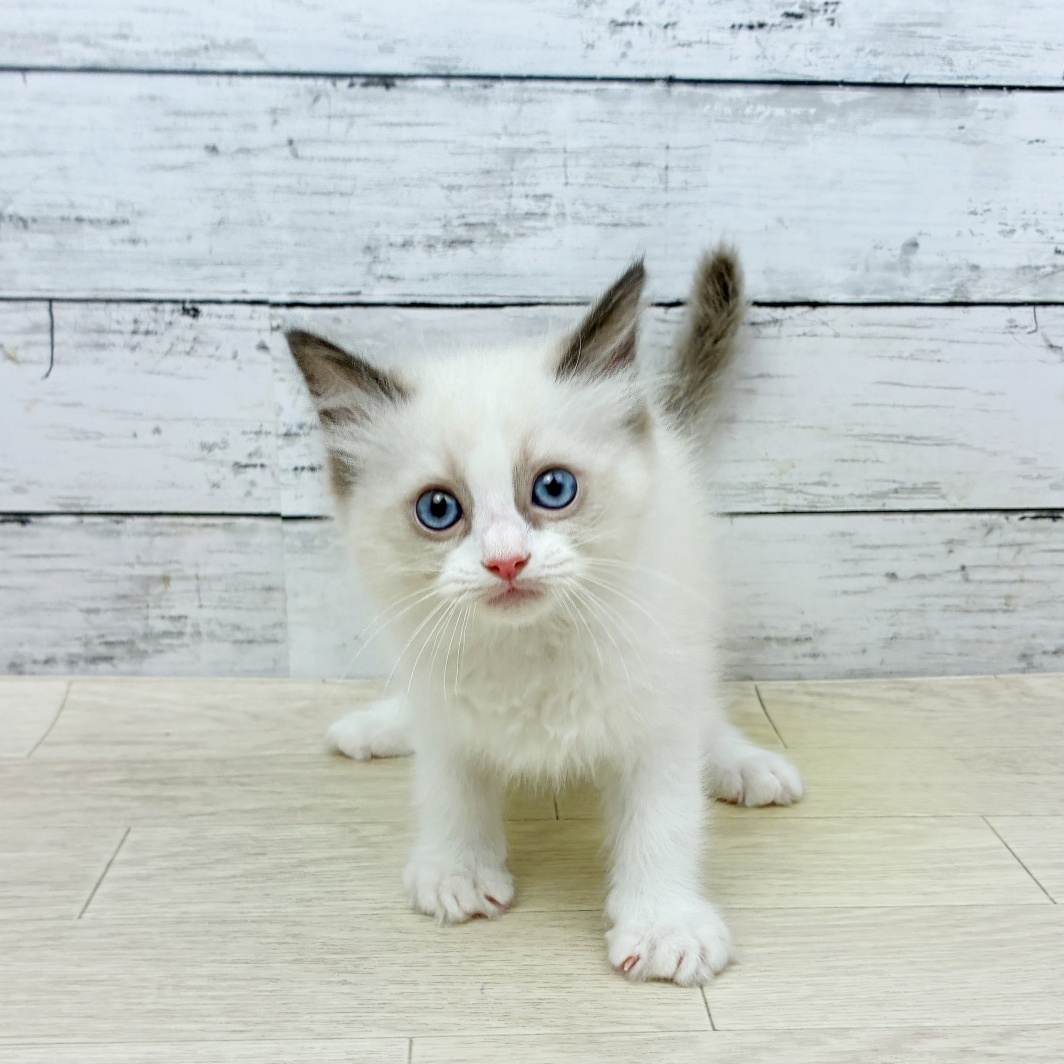 京都府のラグドール (犬の家＆猫の里京都精華店/2026年5月21日生まれ/女の子/シールポイントバイカラー)の子猫
