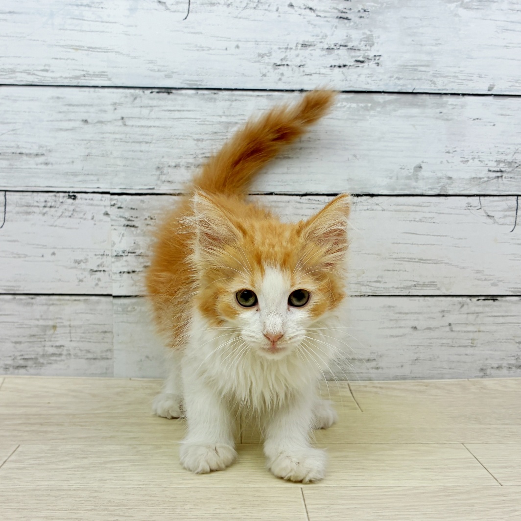 兵庫県のノルウェージャンフォレストキャット (犬の家＆猫の里ゆめタウン姫路店/2026年5月20日生まれ/女の子/レッドタビーホワイト)の子猫