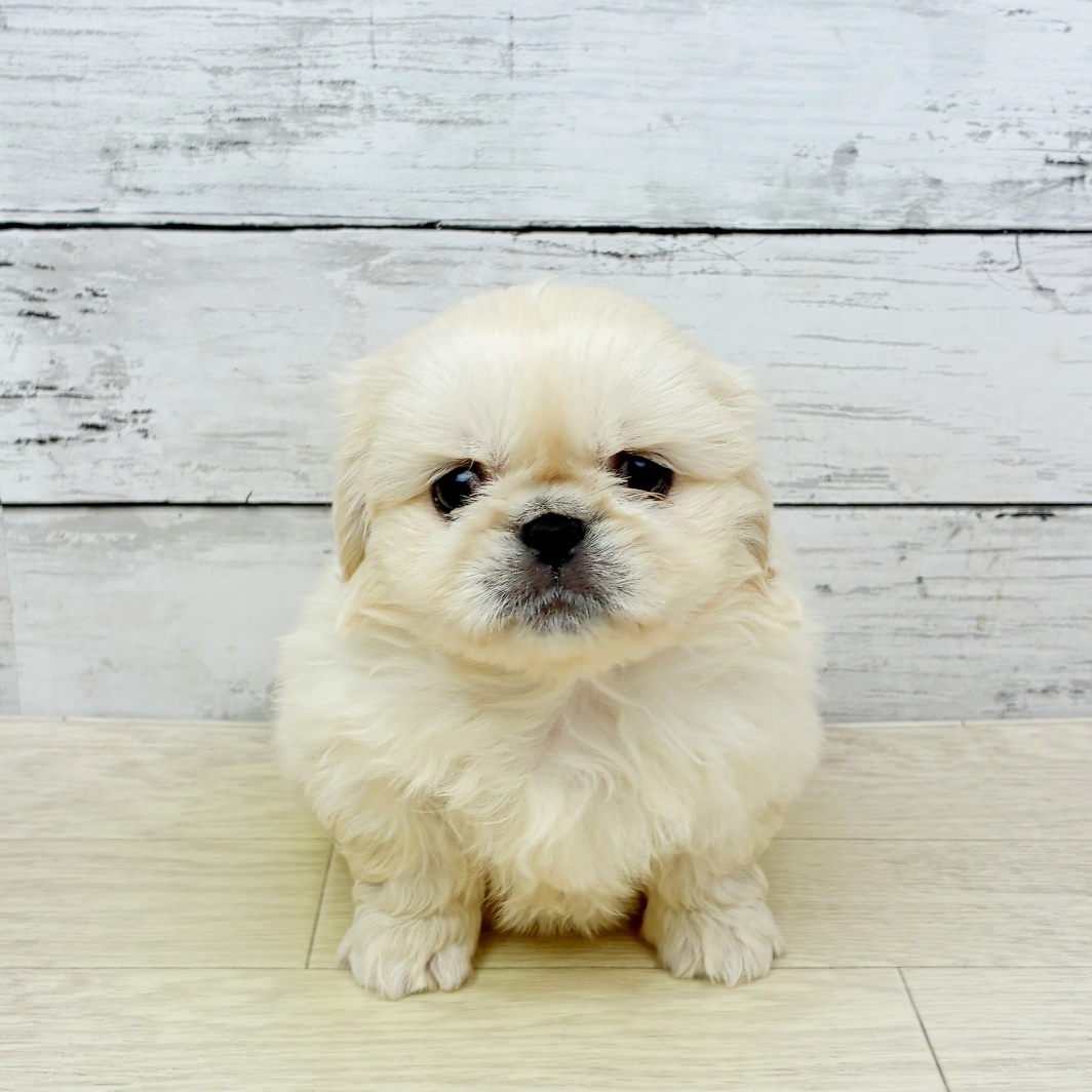 大阪府のペキニーズ (犬の家＆猫の里そよら東岸和田店/2026年5月20日生まれ/男の子/クリーム)の子犬の3枚目の画像