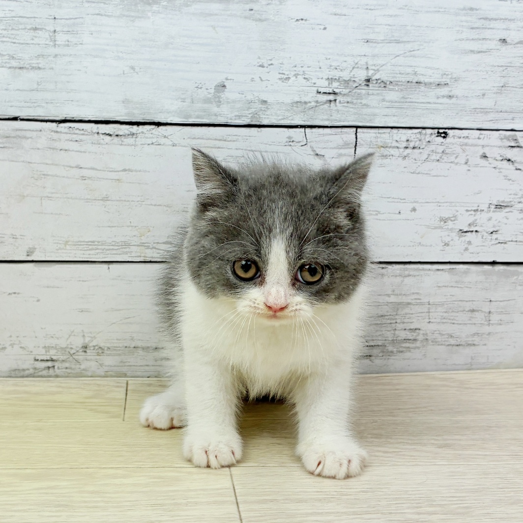 大阪府のブリティッシュショートヘアー (犬の家＆猫の里吹田店/2026年5月20日生まれ/女の子/ブルーホワイト)の子猫