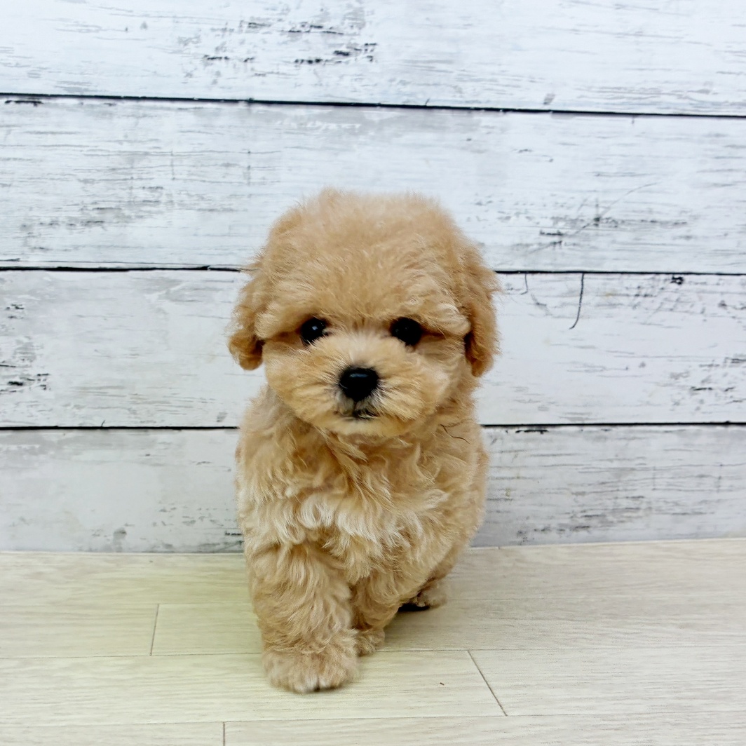 兵庫県のマルプー(マルチーズ×プードル) (犬の家＆猫の里ゆめタウン姫路店/2026年5月19日生まれ/男の子/クリーム)の子犬