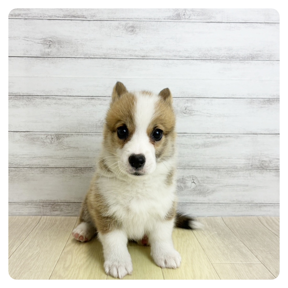 岡山県のウェルシュコーギーペンブローク (犬の家＆猫の里倉敷店/2026年5月21日生まれ/女の子/レッドホワイト)の子犬の4枚目の画像