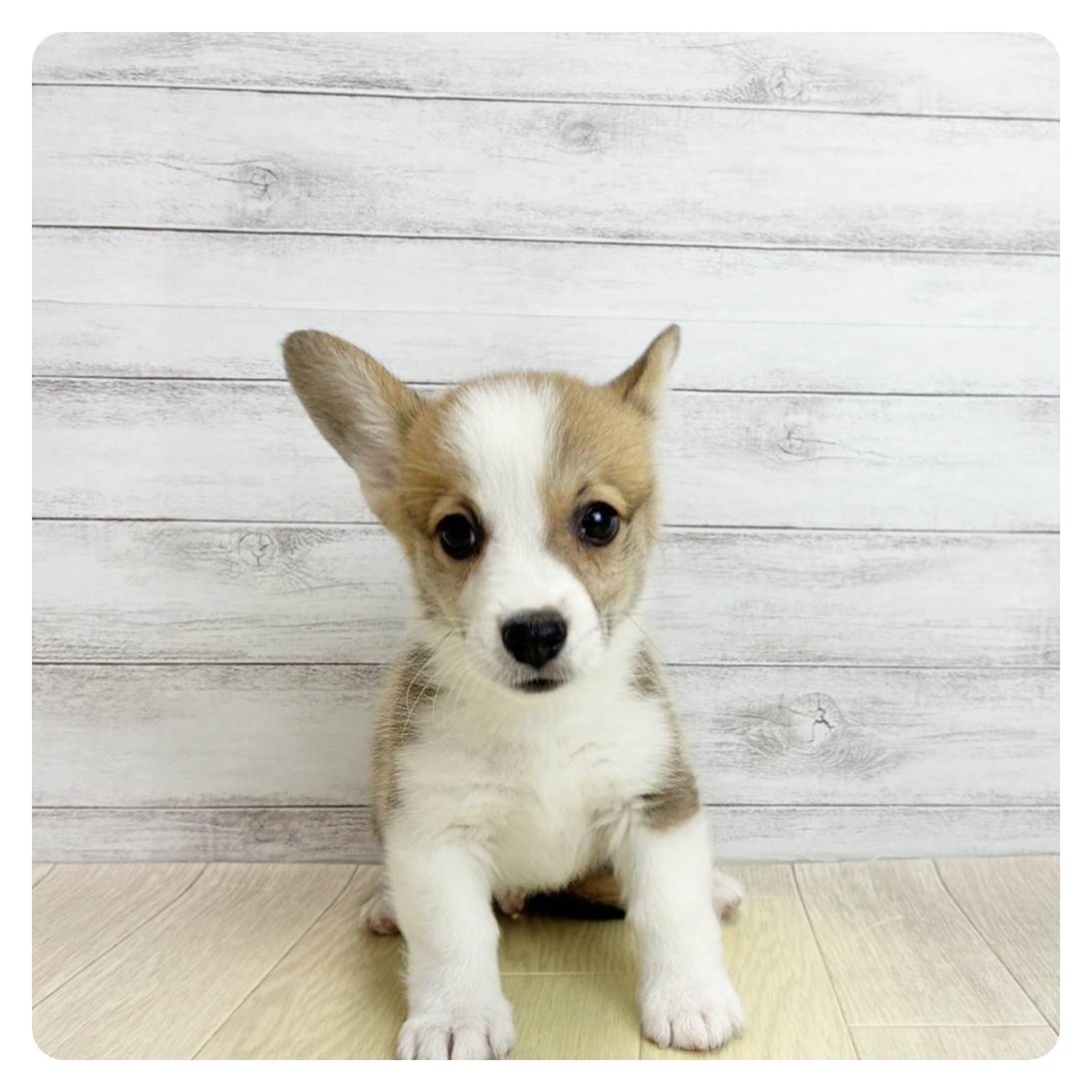 愛知県のウェルシュコーギーペンブローク (犬の家＆猫の里春日井本店/2026年5月23日生まれ/男の子/レッドホワイト)の子犬