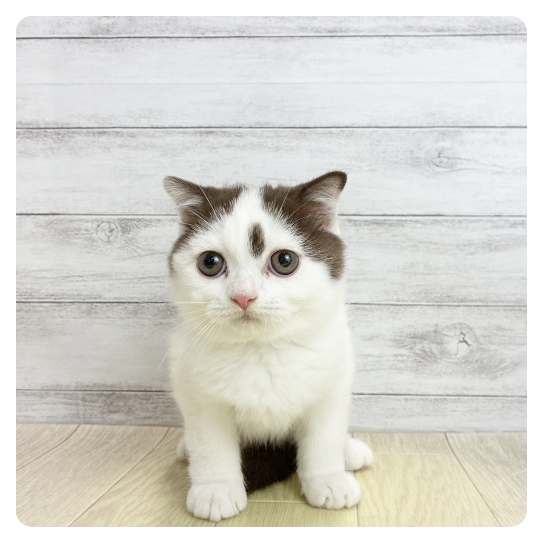 愛知県のスコティッシュフォールド (犬の家＆猫の里春日井本店/2026年5月22日生まれ/男の子/チョコレートホワイト)の子猫