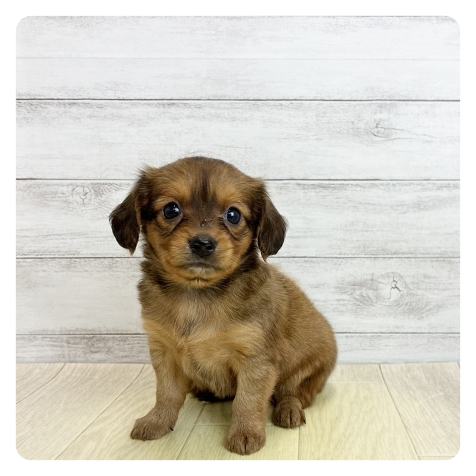 愛知県のチワックス(チワワ×ダックス) (犬の家＆猫の里安城店/2026年5月22日生まれ/女の子/レッド)の子犬