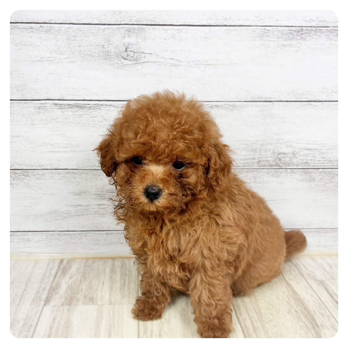 兵庫県のトイプードル(タイニー) (犬の家＆猫の里川西店/2026年5月22日生まれ/男の子/レッドフォーン)の子犬
