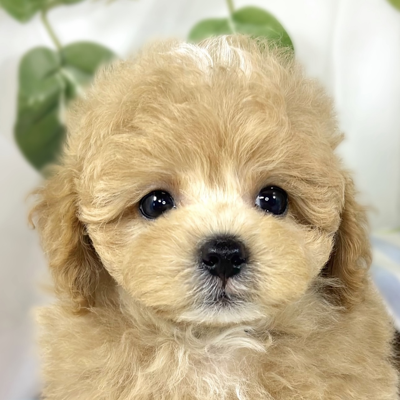 ハーフ犬男の子の写真