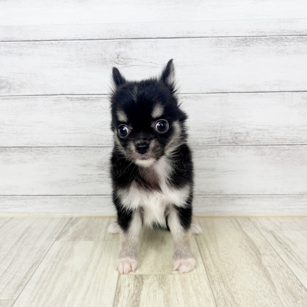 兵庫県のチワワ(ロング) (犬の家＆猫の里川西店/2026年5月22日生まれ/男の子/ブラックタンホワイト)の子犬