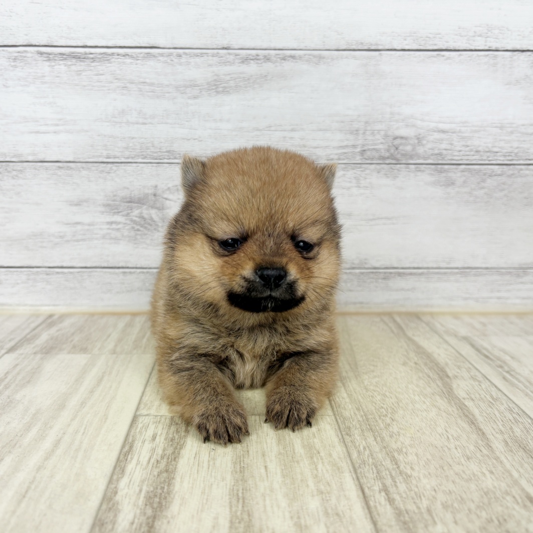兵庫県のポメ柴/豆ポメ/ポメ豆柴(ポメラニアン×柴犬) (犬の家＆猫の里川西店/2026年5月23日生まれ/女の子/オレンジ)の子犬