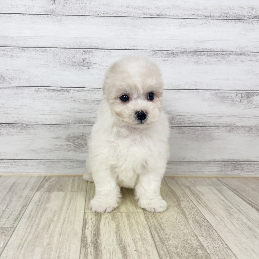 兵庫県のハーフ犬・ミックス犬 (犬の家＆猫の里川西店/2026年5月23日生まれ/女の子/クリームホワイト)の子犬