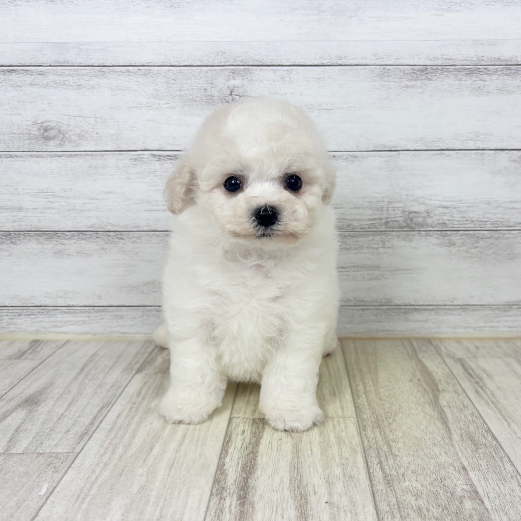 兵庫県のハーフ犬・ミックス犬 (犬の家＆猫の里ニッケパークタウン加古川店/2026年5月23日生まれ/男の子/クリームホワイト)の子犬