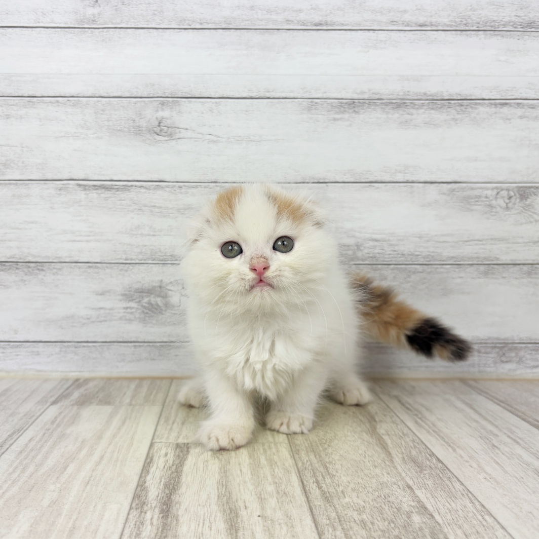 兵庫県のスコティッシュフォールド (犬の家＆猫の里川西店/2026年5月13日生まれ/女の子/バンキャリコ)の子猫