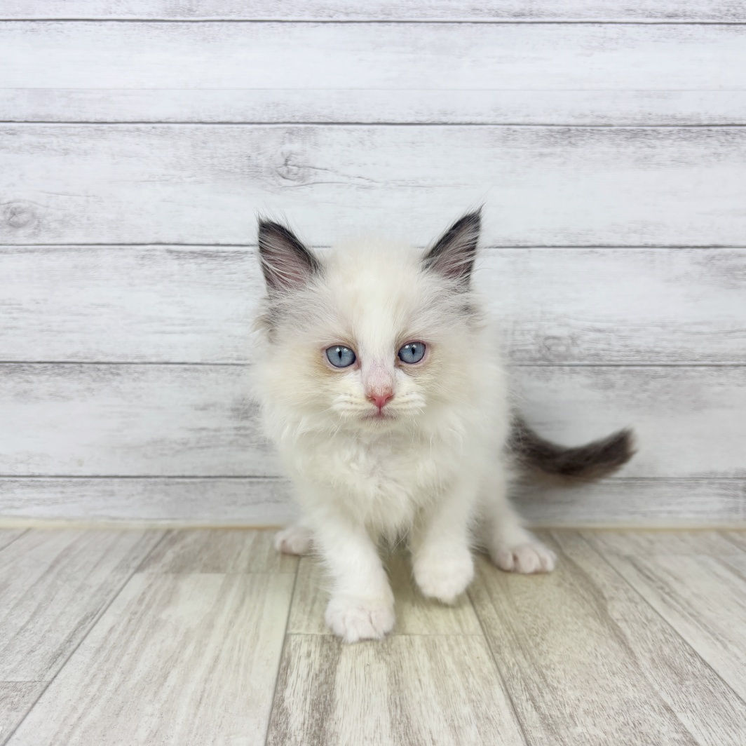 兵庫県のラグドール (犬の家＆猫の里ゆめタウン姫路店/2026年5月24日生まれ/男の子/シールポイントバイカラー)の子猫