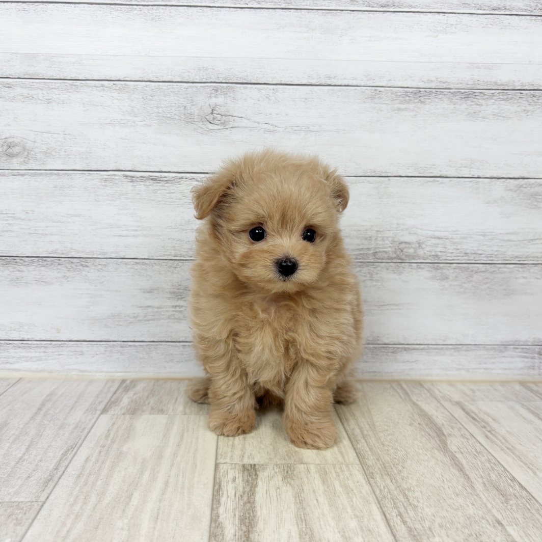 兵庫県のポメプー(ポメラニアン×プードル) (犬の家＆猫の里川西店/2026年5月24日生まれ/男の子/アプリコット)の子犬