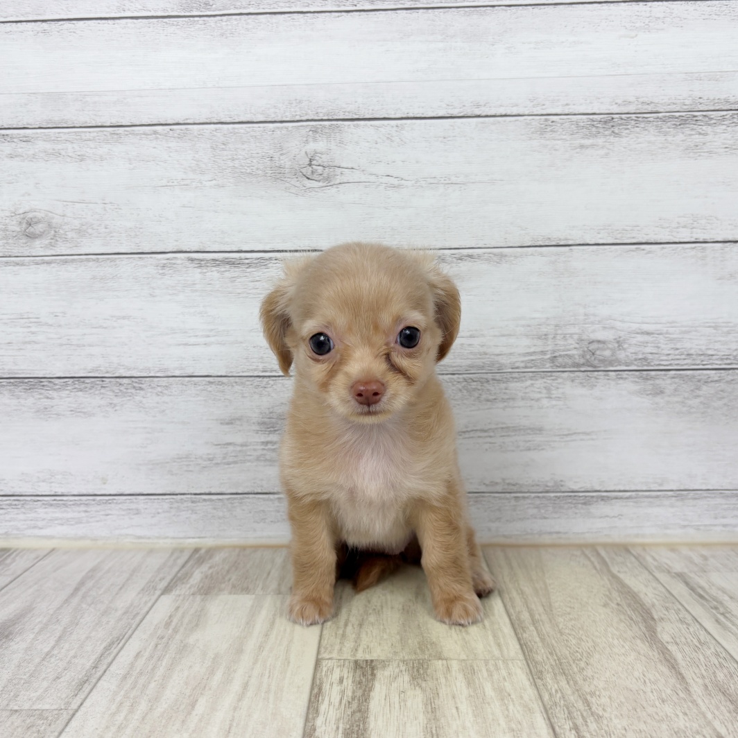 兵庫県のチワックス(チワワ×ダックス) (犬の家＆猫の里川西店/2026年5月22日生まれ/女の子/クリーム)の子犬