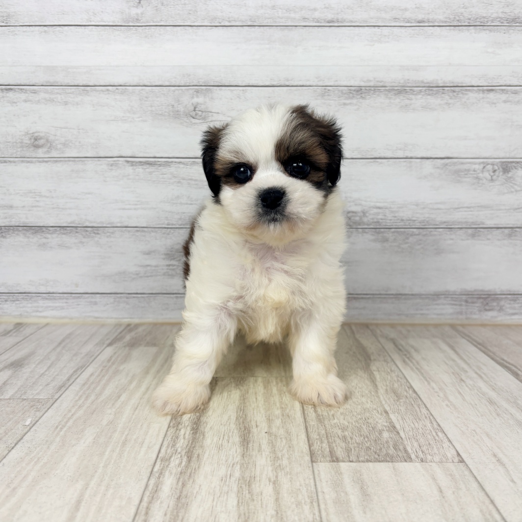 兵庫県のハーフ犬・ミックス犬 (犬の家＆猫の里神戸店/2026年5月24日生まれ/男の子/レッドホワイト)の子犬の1枚目の画像