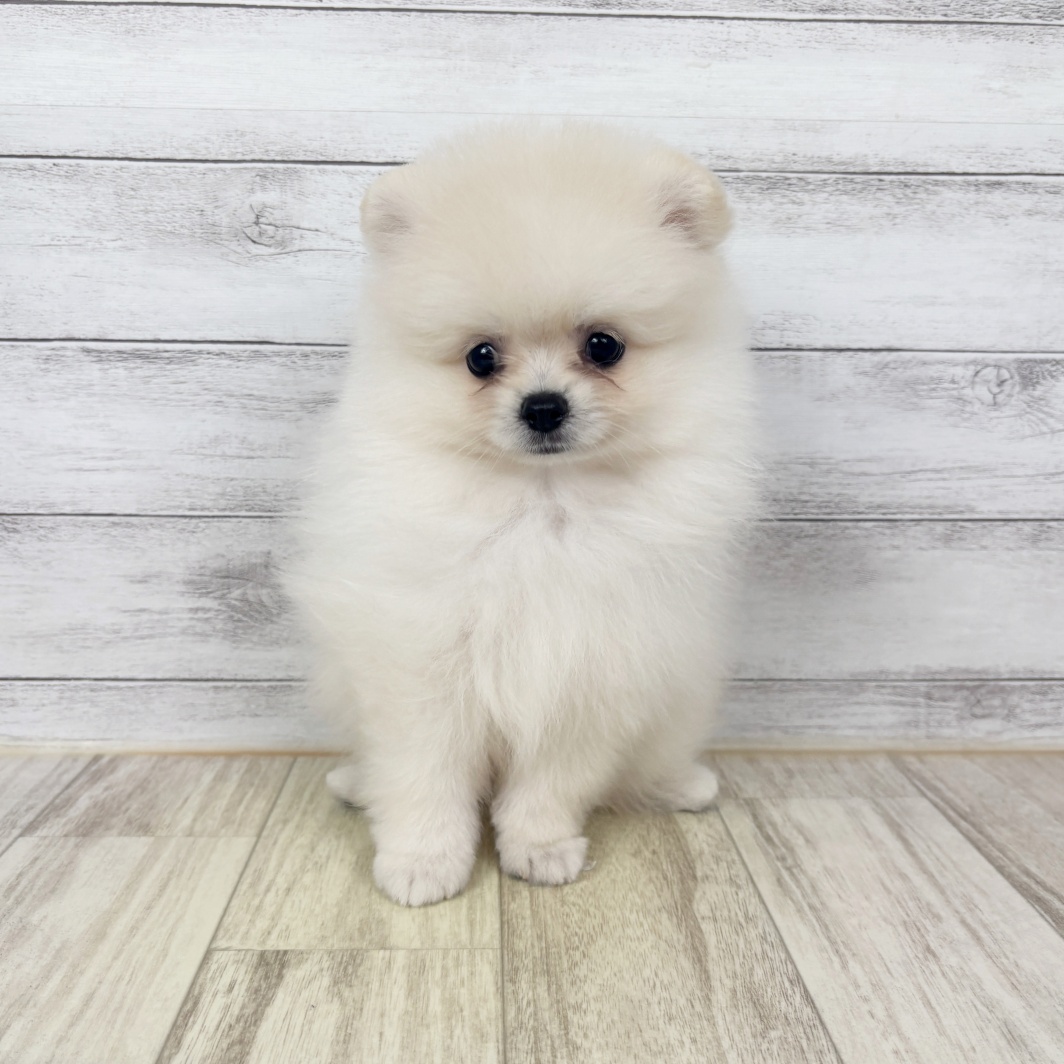愛知県のポメラニアン (犬の家＆猫の里春日井本店/2026年5月21日生まれ/男の子/クリーム)の子犬