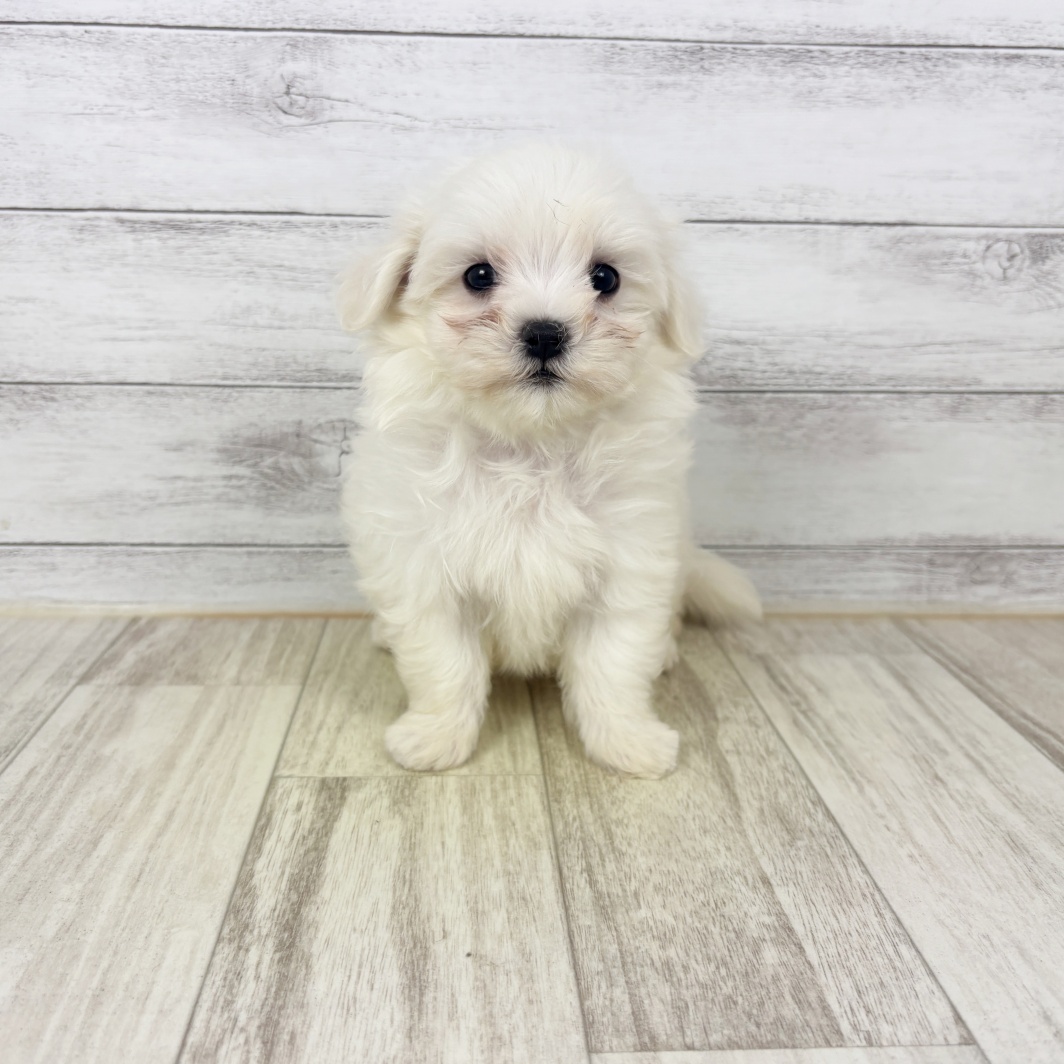 兵庫県のマルチーズ (犬の家＆猫の里川西店/2026年5月22日生まれ/女の子/ホワイト)の子犬