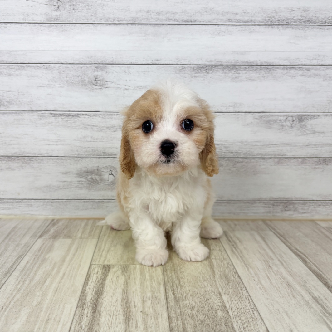 兵庫県のハーフ犬・ミックス犬 (犬の家＆猫の里川西店/2026年5月20日生まれ/男の子/パーティーカラー)の子犬