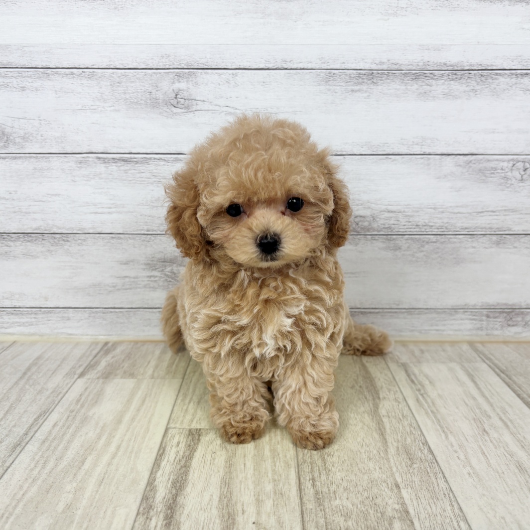 兵庫県のマルプー(マルチーズ×プードル) (犬の家＆猫の里川西店/2026年5月21日生まれ/女の子/クリーム)の子犬